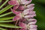 Purple milkweed